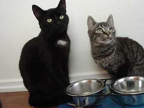 Blanding af racer Oliver billede 9