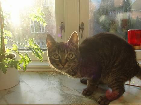 Blanding af racer Oliver billede 10