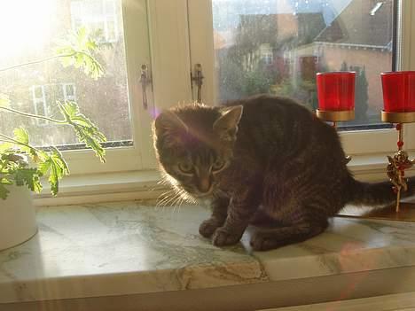 Blanding af racer Oliver billede 11