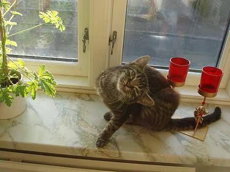 Blanding af racer Oliver billede 12