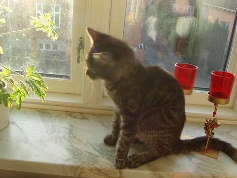 Blanding af racer Oliver billede 13