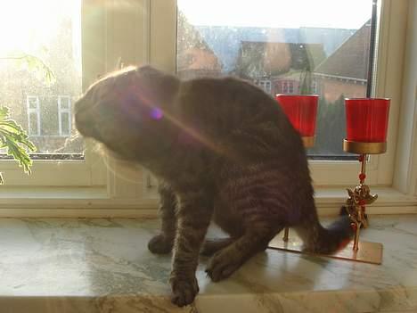 Blanding af racer Oliver billede 14