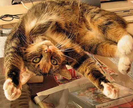 Huskat Mille - Mille gør sig som fotomodel..."Er jeg ikke lækker" billede 6