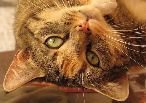 Huskat Mille - Mille mener selv hun har de flotteste øjne *G* billede 7