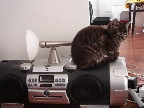 Blanding af racer Oliver billede 15