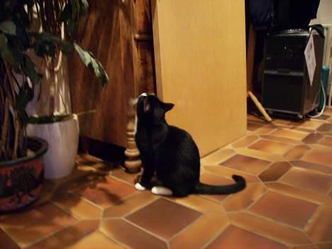 Huskat Mis billede 9