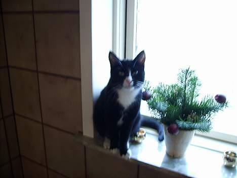 Huskat Mis billede 10