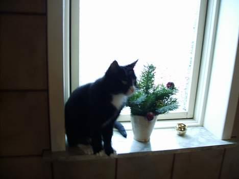 Huskat Mis billede 11