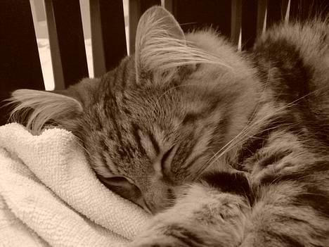 Norsk Skovkat DK Dansbjergs Fie - Dejligt at ligge og putte... Helst med hovedet helt nede i tæppet. ;o) billede 8