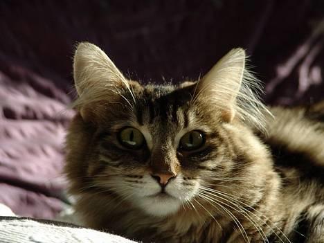 Norsk Skovkat DK Dansbjergs Fie - Jeg er en lille model-mis! :o) Er jeg ikke bare smuk? billede 9