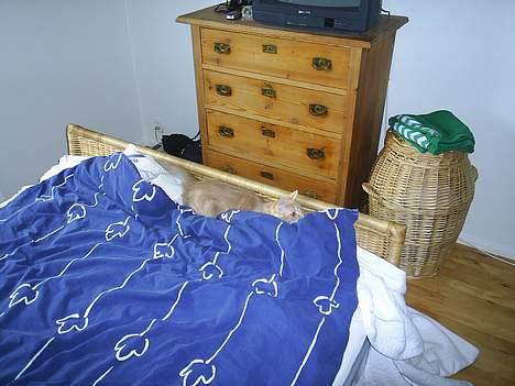 Blanding af racer Balou - Hva var det? var det en mus billede 12