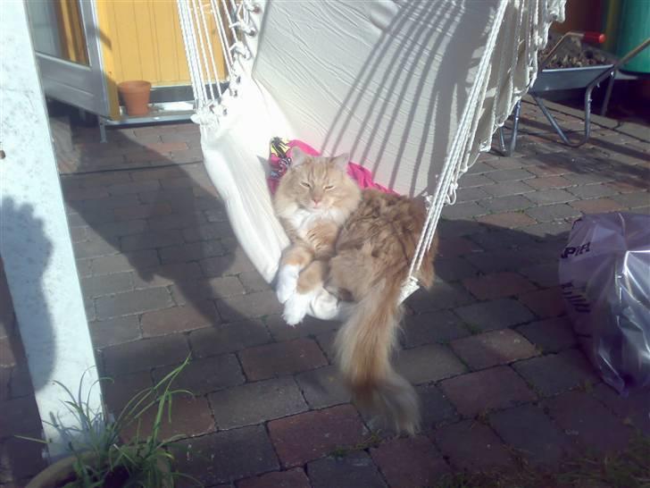 Blanding af racer Balou billede 13