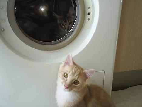 Blanding af racer Balou - Hvem mig..? Jeg har ikk gjort noget. billede 14