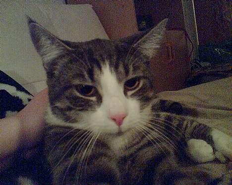 Huskat Lille Thomas - Mmmmmm sooooofahygge! billede 2