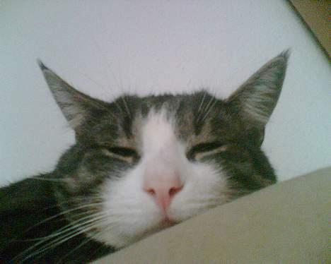 Huskat Lille Thomas - ZzZzZzZzZzZz billede 5