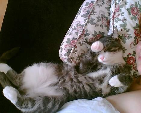 Huskat Lille Thomas - Er han ikke bare sød! billede 7