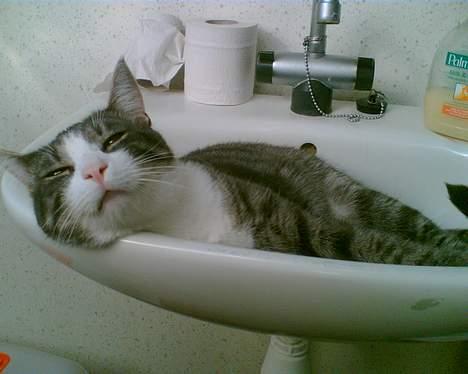 Huskat Lille Thomas billede 9