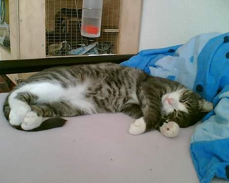 Huskat Lille Thomas billede 10