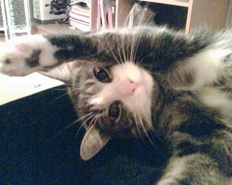 Huskat Lille Thomas billede 11