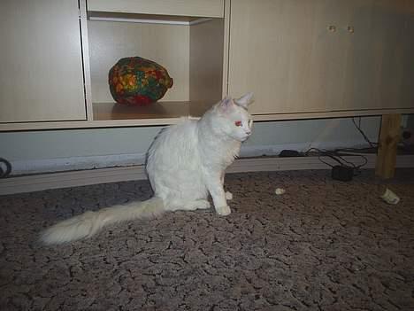 Maine Coon Jønke billede 14
