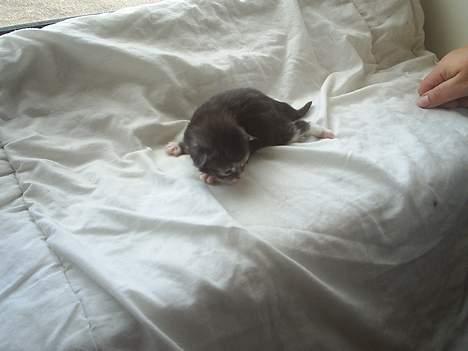 Maine Coon DK frøik amigo billede 18