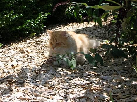 Norsk Skovkat Max - den smukke [: billede 12