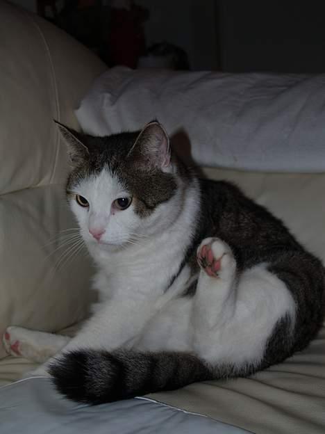 Huskat Leif billede 6