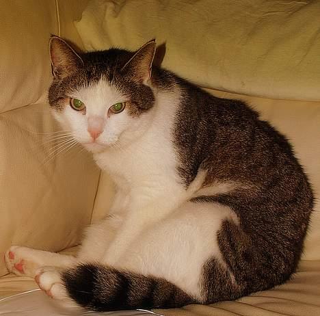 Huskat Leif billede 7