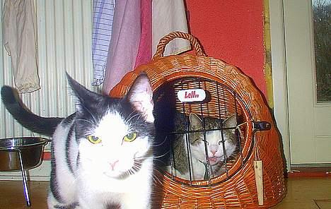 Huskat Leif - Leif er fanget af sin fætter Arnold billede 8