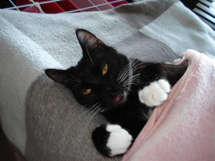 Huskat Gunnar <3 billede 1