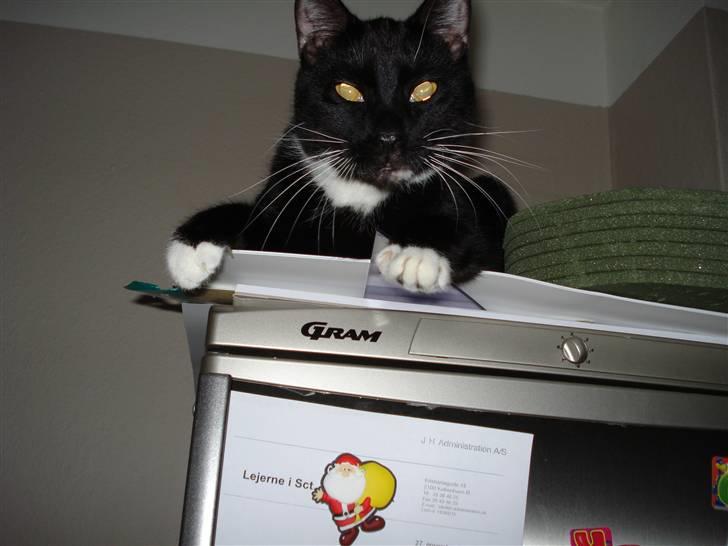 Huskat Gunnar <3 - se mig :) billede 2