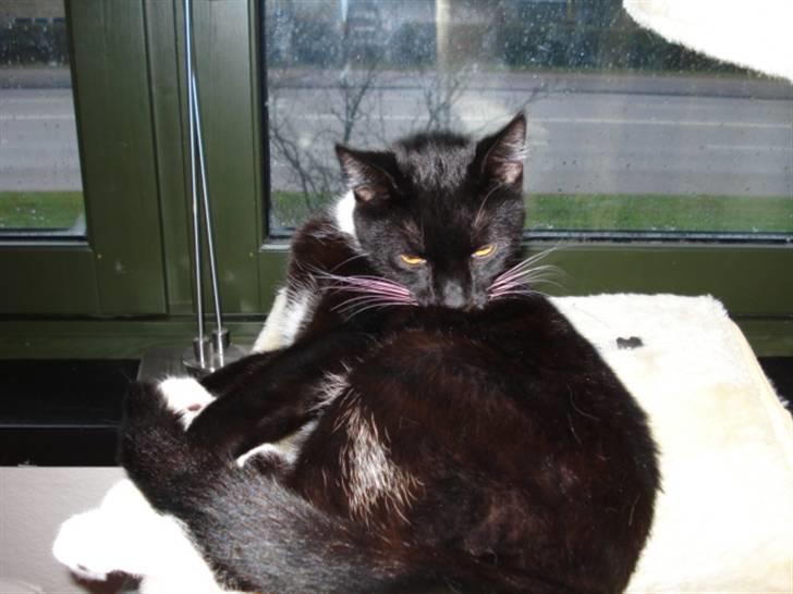 Huskat Gunnar <3 billede 3