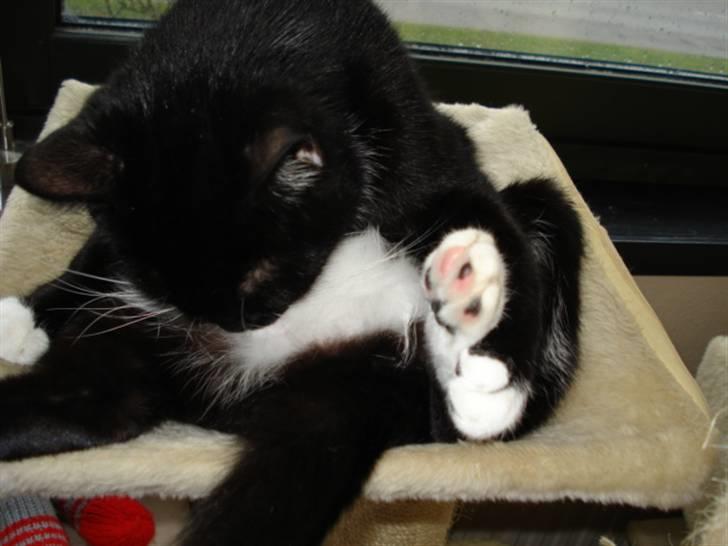 Huskat Gunnar <3 - jeg er dejlig ikk ? :P billede 4