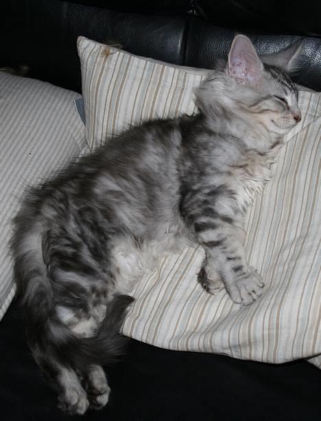 Maine Coon Stribby - Stribby i dyb søvn.. billede 1