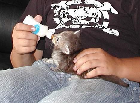 Maine Coon Stribby - Stribby 25 dag og meget sulten. billede 2