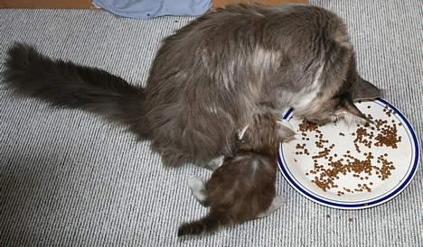 Maine Coon Stribby - Får lige en suttetår, mens mor Popsi spiser. billede 3