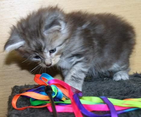 Maine Coon Stribby - Hva er mon det ? synes Stribby at tænke. billede 4