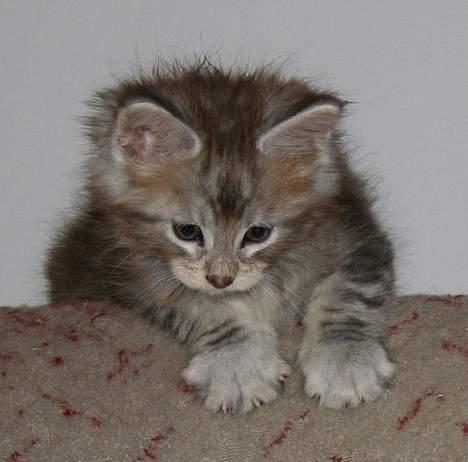 Maine Coon Stribby - Kravler lige en tur i Morfar´s gamle stol.. billede 5