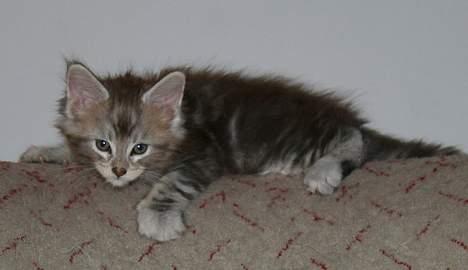 Maine Coon Stribby - Er klar til fis og ballade. billede 6