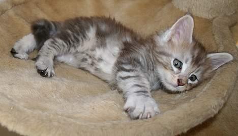 Maine Coon Stribby - 6 uger og tar lige en slapper. billede 7