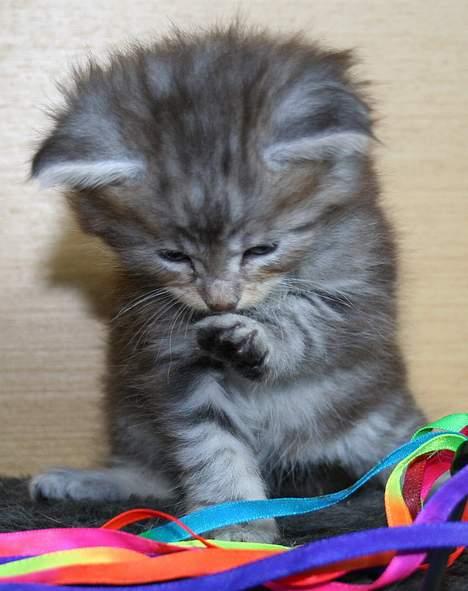 Maine Coon Stribby - Sikke flotte poter jeg har, tænker Stribby. billede 8