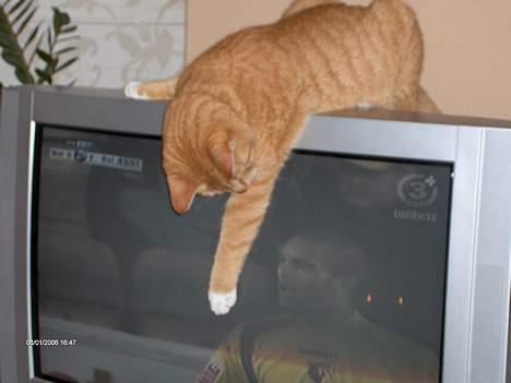 Huskat Garfield - Garfield synes at tænke " Hvor pokker blev bolden af ? " *G* billede 10