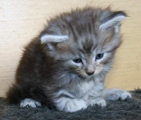 Maine Coon Stribby - En meget træt lille fyr. billede 9