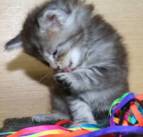 Maine Coon Stribby - Lidt forfængelig er man vel altid.. billede 10