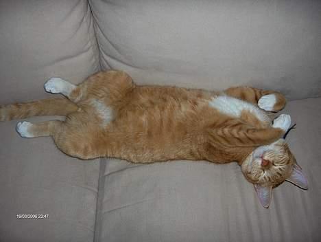 Huskat Garfield - Garfield når han sover bedst billede 11