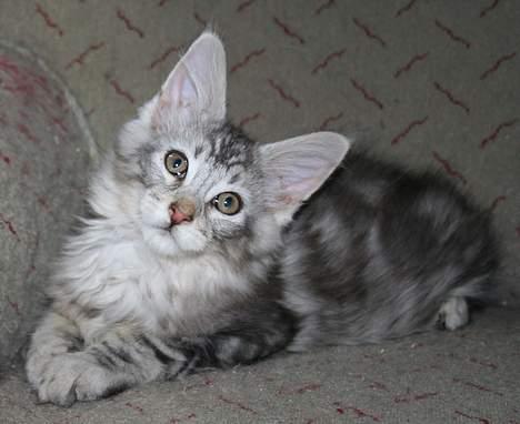 Maine Coon Stribby - 11 uger og nuttet. billede 11