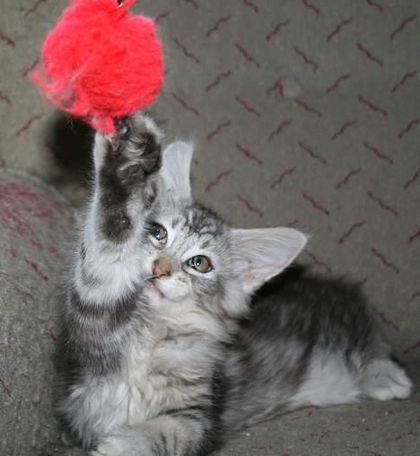 Maine Coon Stribby - Gi mig en så !! billede 12