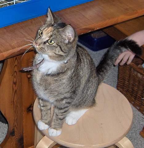 Huskat Mille - Mille kan også sidde pænt billede 8