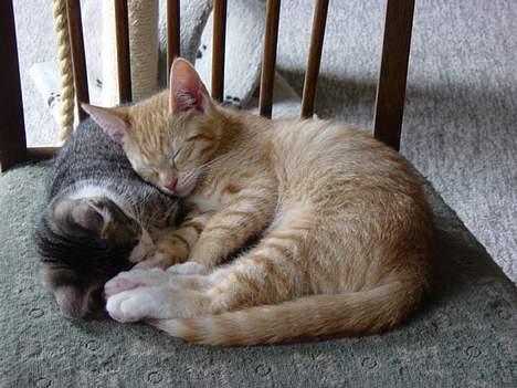 Huskat Garfield - Garfield synes det er dejligt at have en missekusine at putte med billede 12