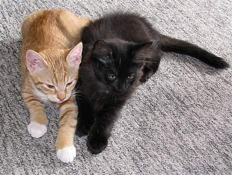 Huskat Garfield - Garfield sammen med sin missefætter billede 13